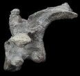 Stegosaurus Cervical Vertebra On Stand - Colorado #36082-5
